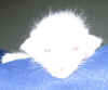isompi_281005.jpg (34052 tavu(a))