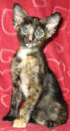 lisk-091205a.jpg (47700 tavu(a))