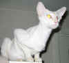 peppi2512a.JPG (21838 tavu(a))