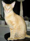 pupu-110406d.JPG (33406 tavu(a))