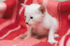 simskutytt_121105.JPG (129650 tavu(a))