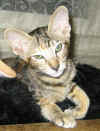 tpl-20106a.jpg (42666 tavu(a))