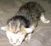 tpl_221005.jpg (41728 tavu(a))